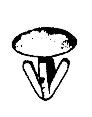 BOTTONI BIANCO TARGA